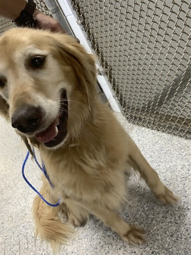Impound-1238 Female golden retriever