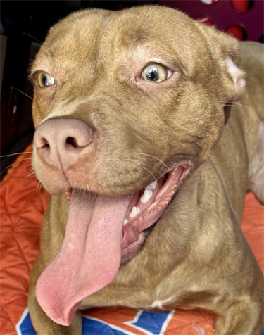 Impound-1263-Female-Tan-and-White-Pitbull-Mix.png