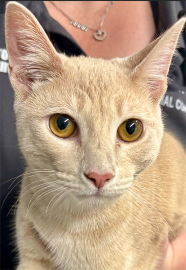 Impound-1265-Male-Orange-Tabby-Domestic-Short-Hair.png