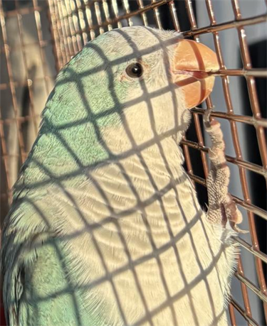Impound-1596-Teal-Quaker-Parrot.png
