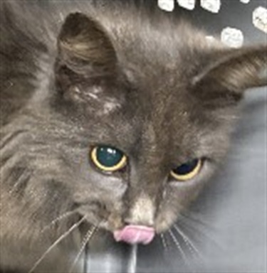 Impound-427-Female-Grey-Domestic-Medium-Haired-Cat.jpg