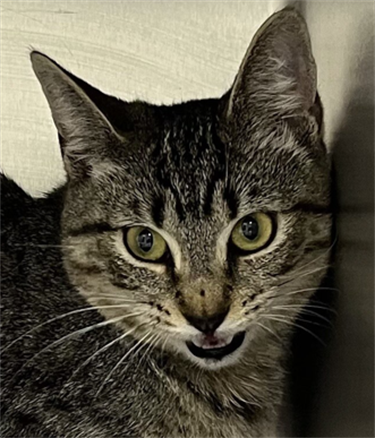 Impound-437-Feamle-Grey-Tabby-Domestic-Shorthair.png
