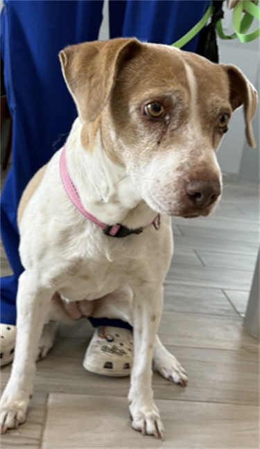 Impound-675-Female-White-and-Tan-Terrier-Mix.png