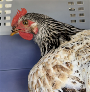 Impound-681-Hen.png