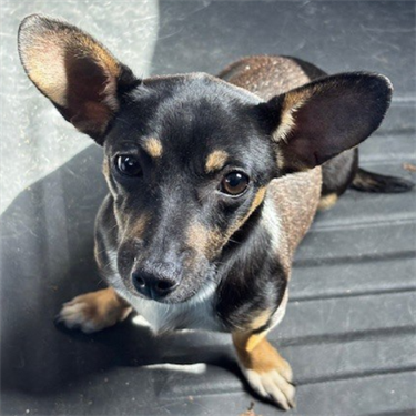 Impound-684-Female-Tri-Color-Chihuahua-Mix.png