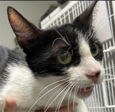 Impound-687-Female-Black-and-White-Domestic-Shorthair.png