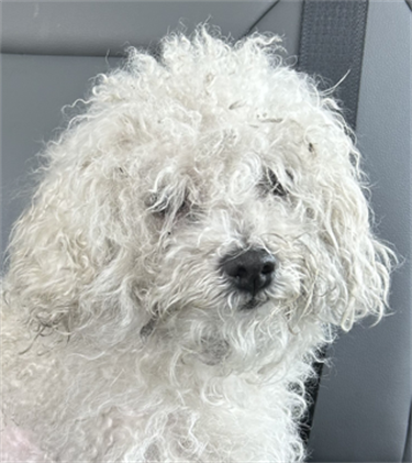 Impound-691-White-Maltese.png