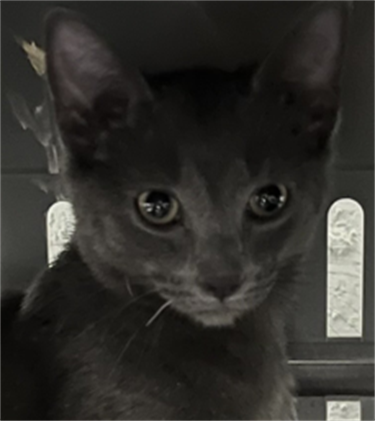 Impound-694-Male-Grey-Domestic-Shorthair.png