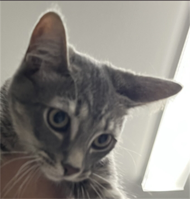 Impound-696-Male-Grey-Tabby-Domestic-Shorthair.png