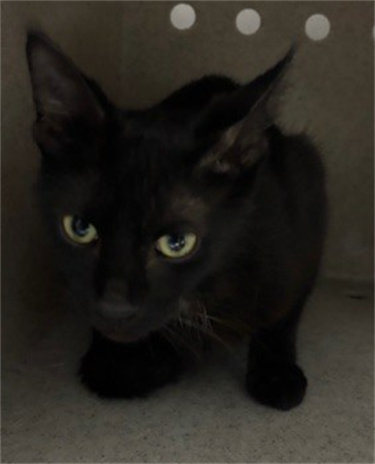 Impound-703-Feamle-Black-Domestic-Shorthair.png