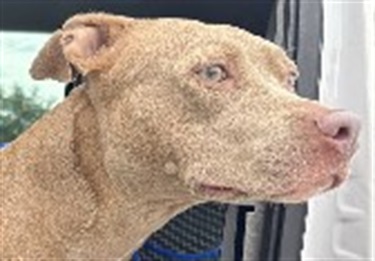 Impound-710-Female-Tan-Pitbull.jpg