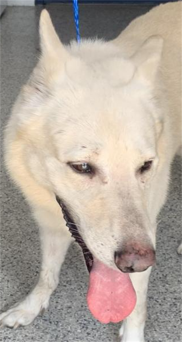 Impound-985-Male-White-German-Shepherd-Mix.png