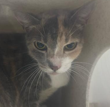 Impound-993-Female-Calico-Domestic-Shorthair.png